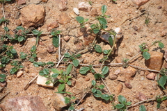 Gisekia pharnaceoides